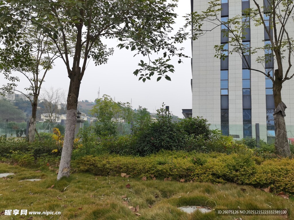 城市中静谧的绿植景观