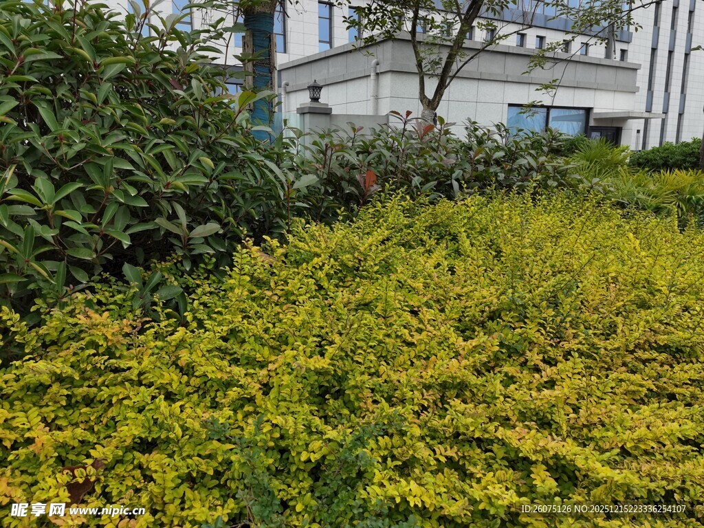 绿意盎然的户外植物景观