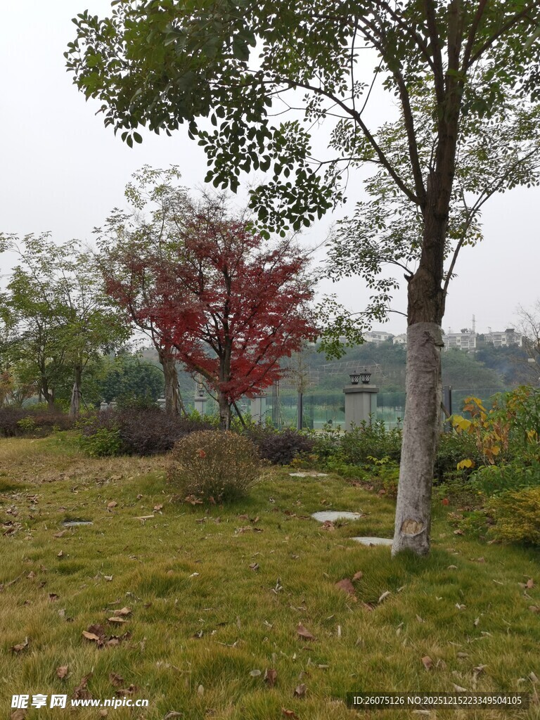 秋日郊野树木景致