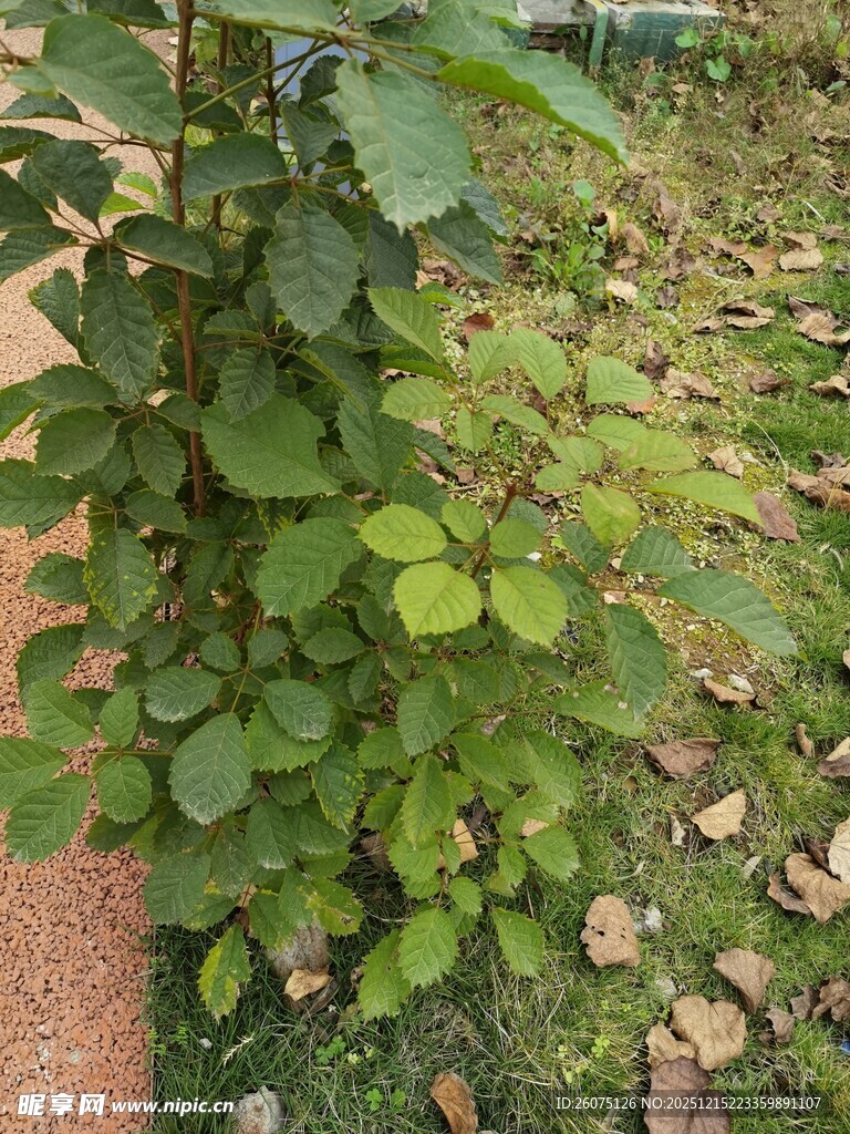 绿叶繁茂的植物景观