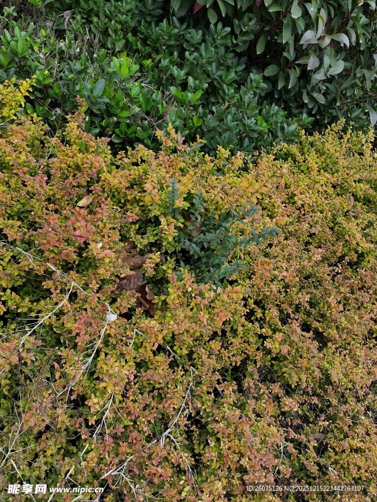 秋日斑斓植物景观