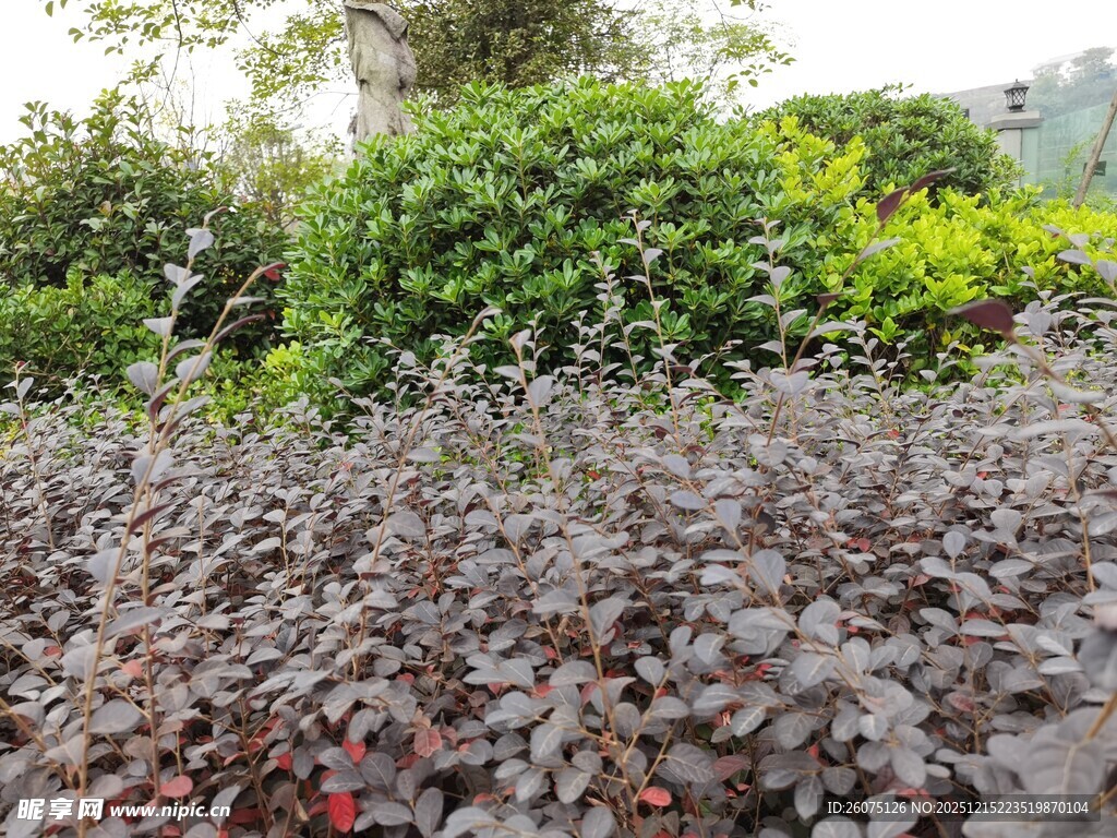 紫叶植物与绿植景观