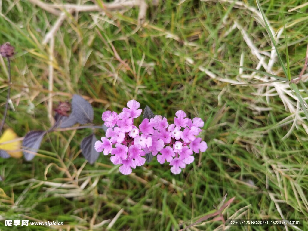 草地上的紫色小花