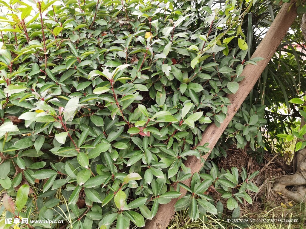 绿叶繁茂的植物景象