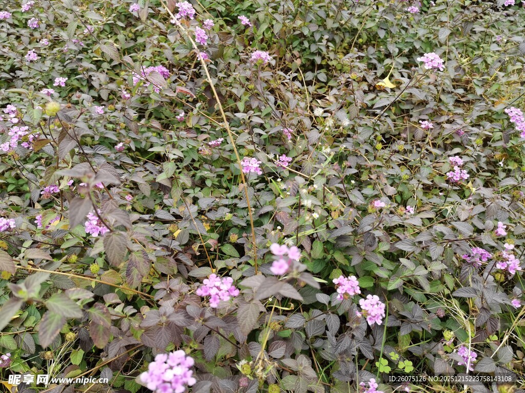 粉色小花绽放于绿叶间