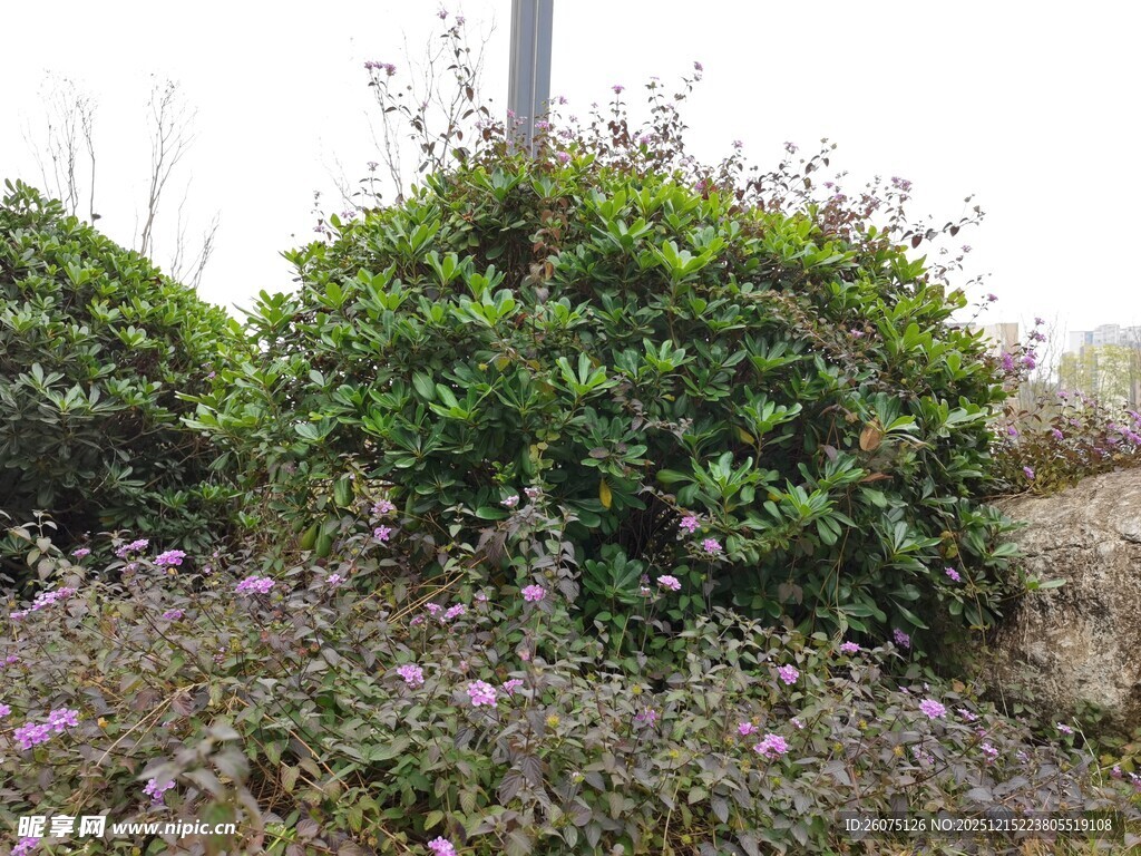 户外绿植与紫色小花景观