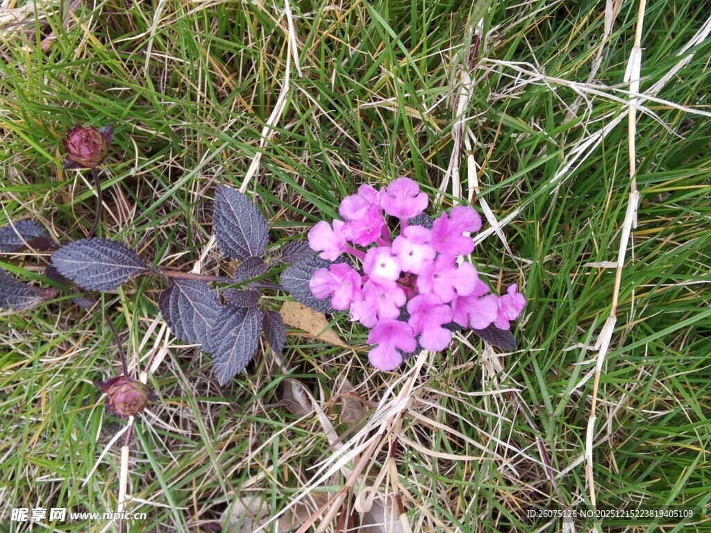 草地上的紫色小花