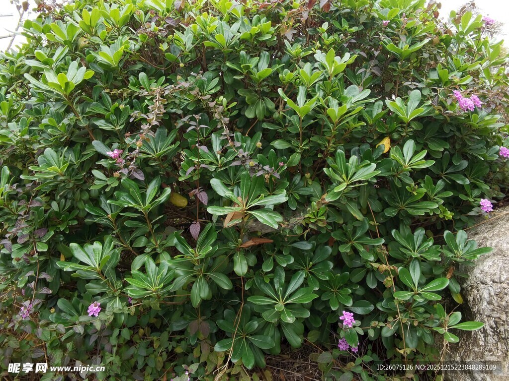 绿叶间的紫色小花