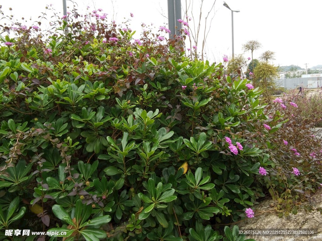 绿叶丛中绽放的娇艳小花