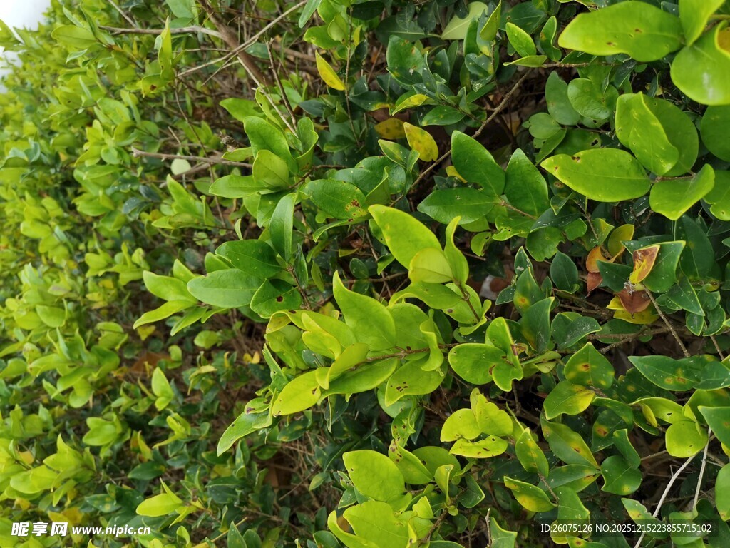 翠绿繁茂的植物墙