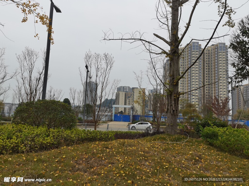 城市中的绿植景观区域