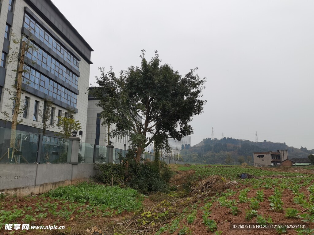 城郊建筑旁的绿植与空地
