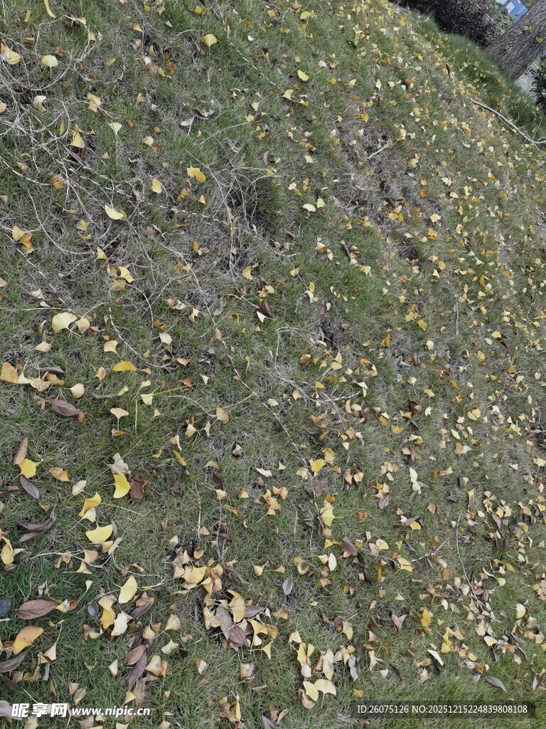 山坡上散落的枯黄树叶