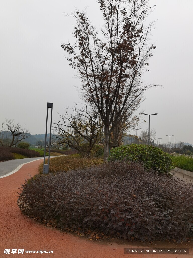 公园中的绿植景观