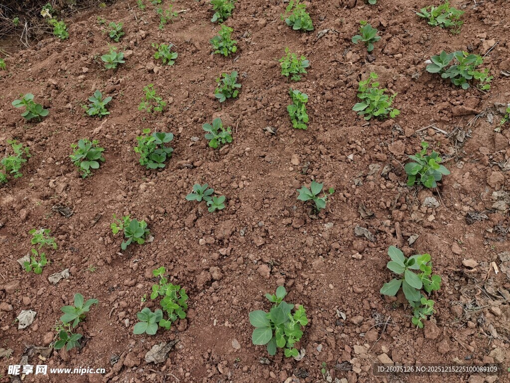 农田里的嫩绿幼苗