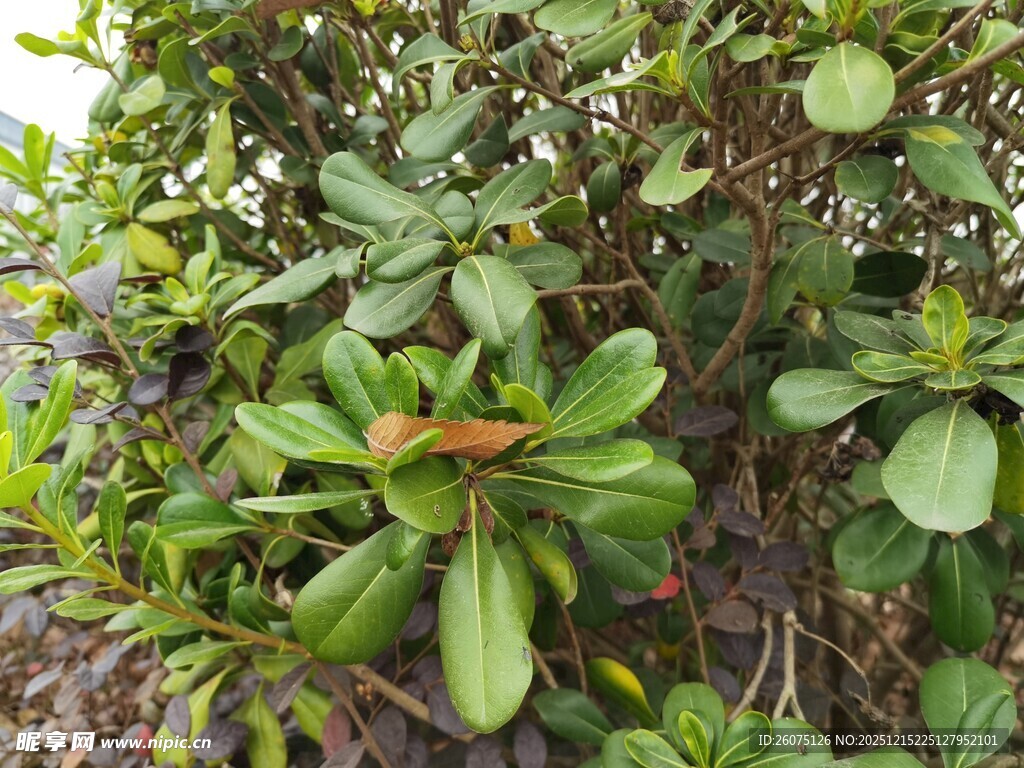 绿叶繁茂的植物
