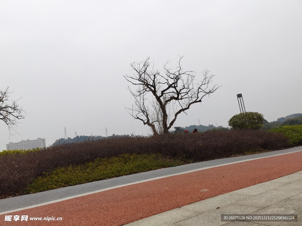 雾中路边孤树与绿植景观