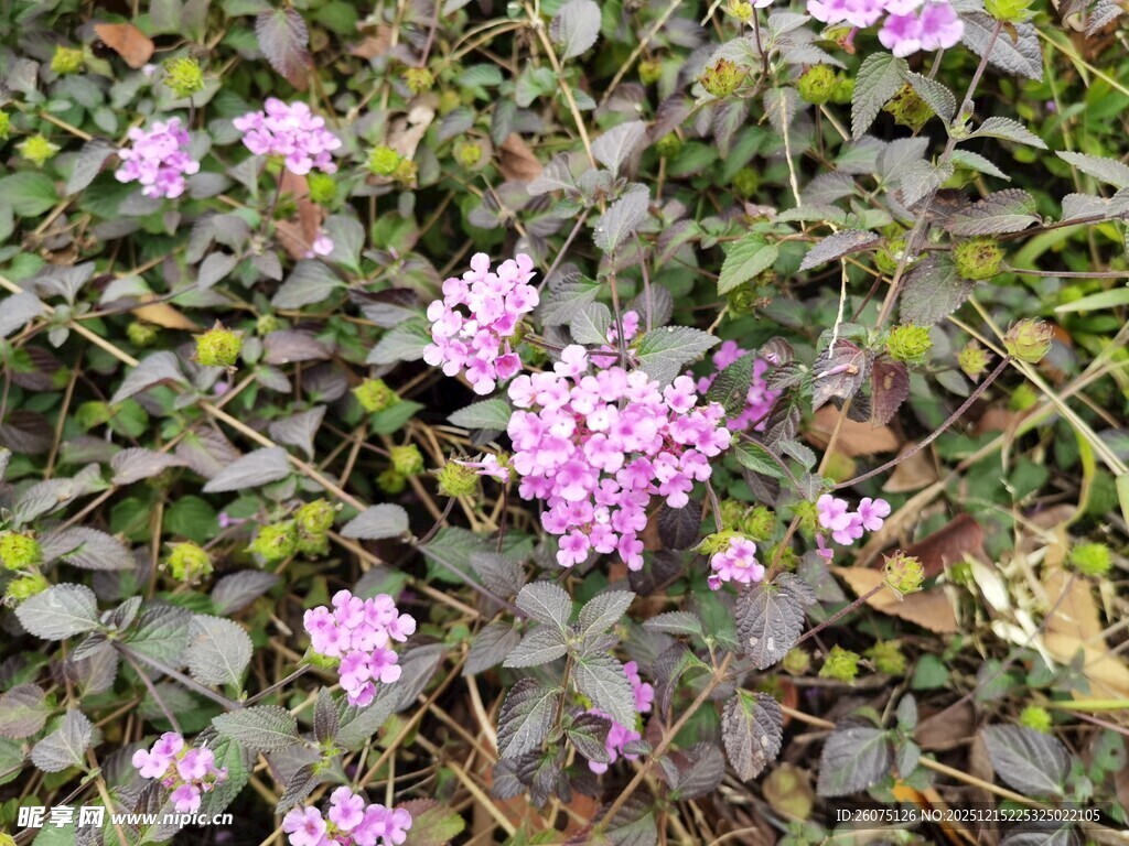 紫色小花绽放于绿叶间