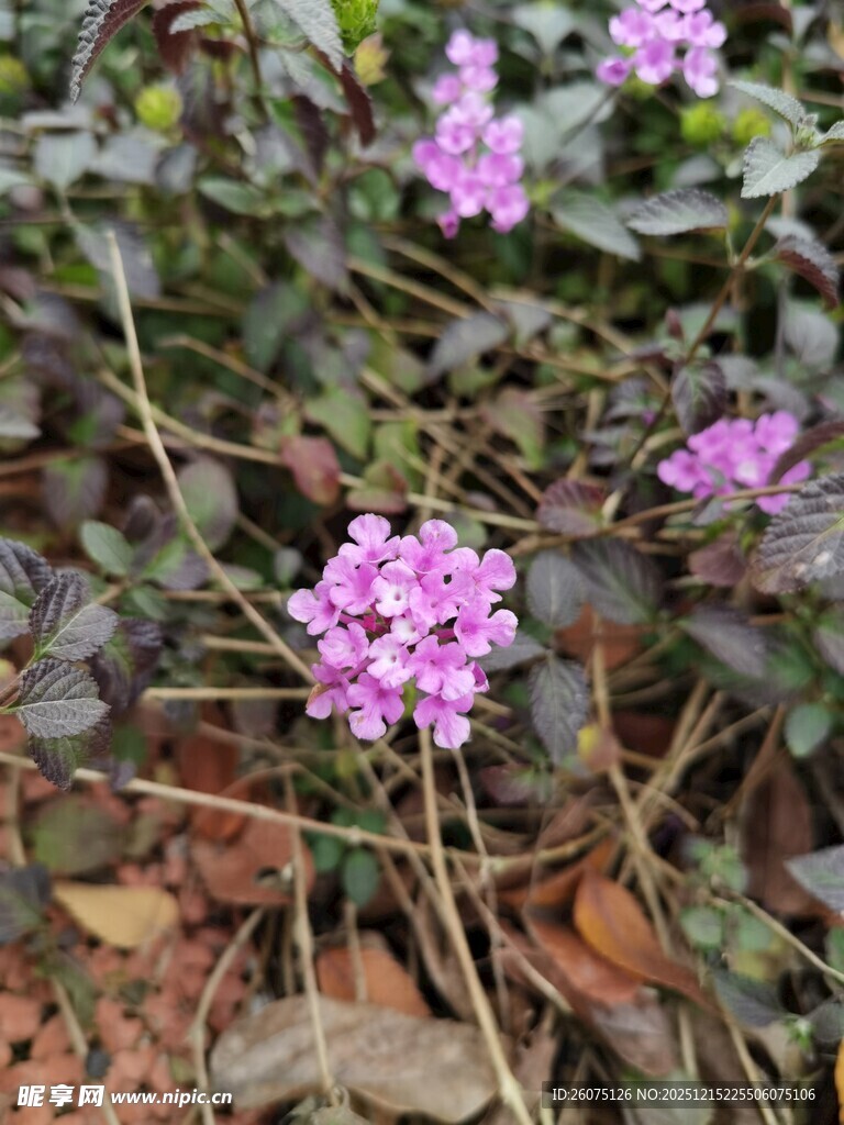 地面绽放的紫色小花