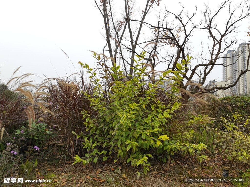 户外绿植与枯树景观