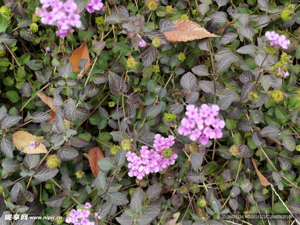 紫色小花绽放于绿叶间
