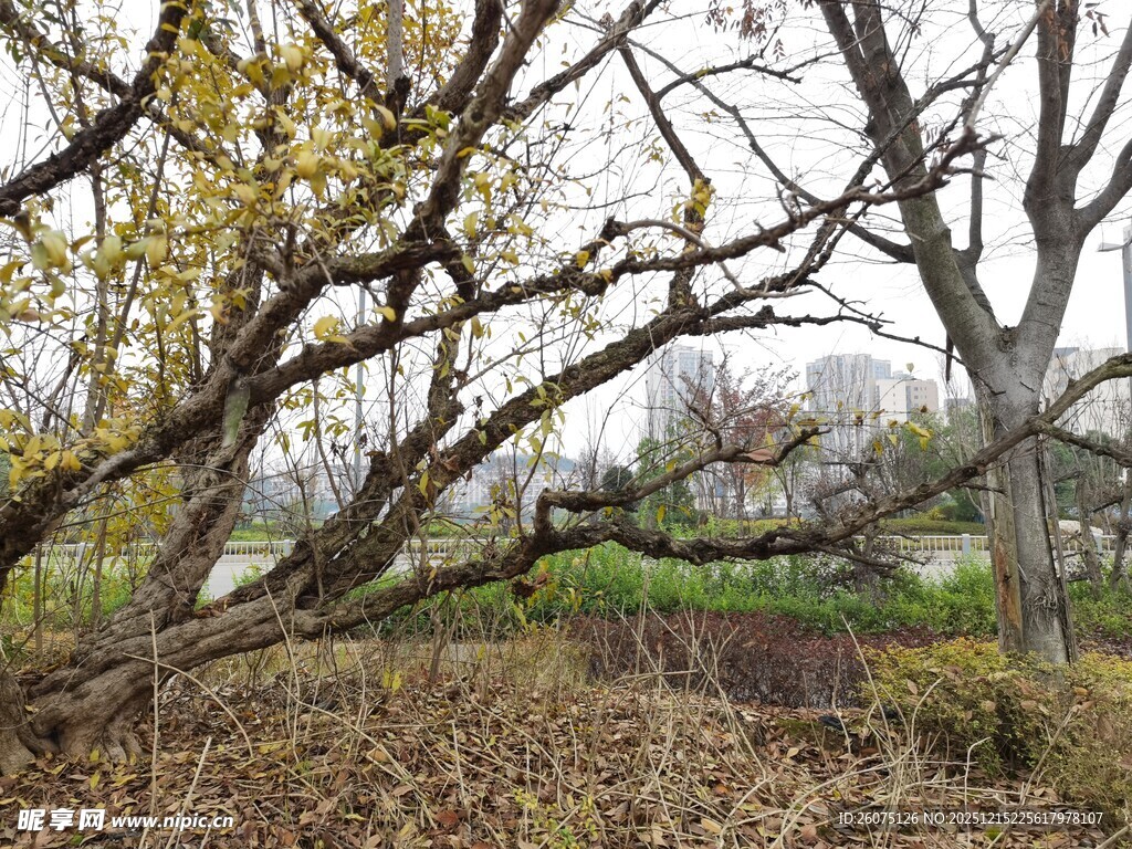 倒下的树木与周边景象