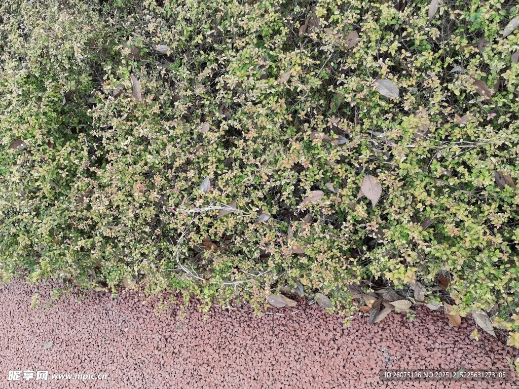 翠绿繁茂的植物墙景观