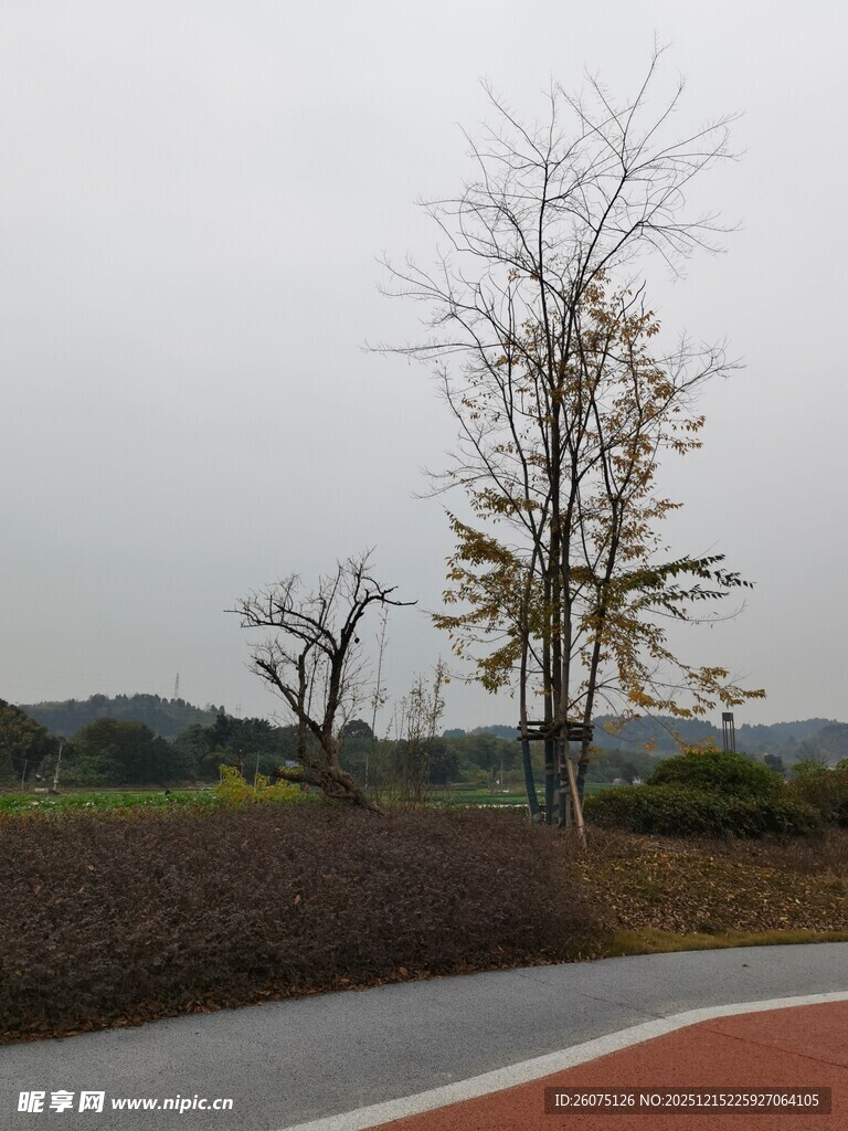 路边萧瑟树木景观