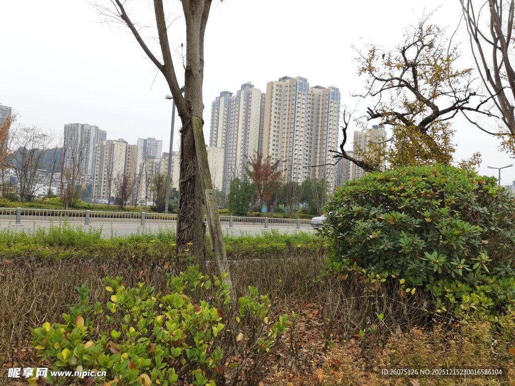 城郊绿植与高楼景观