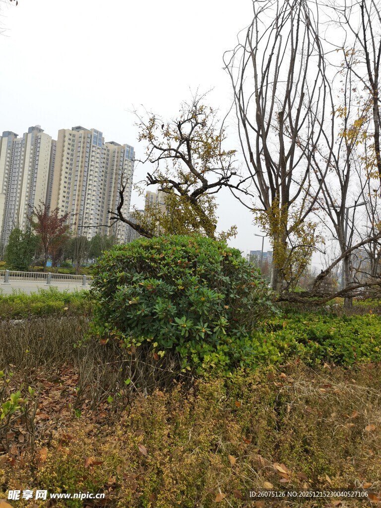 城郊荒草地与稀疏树木景观