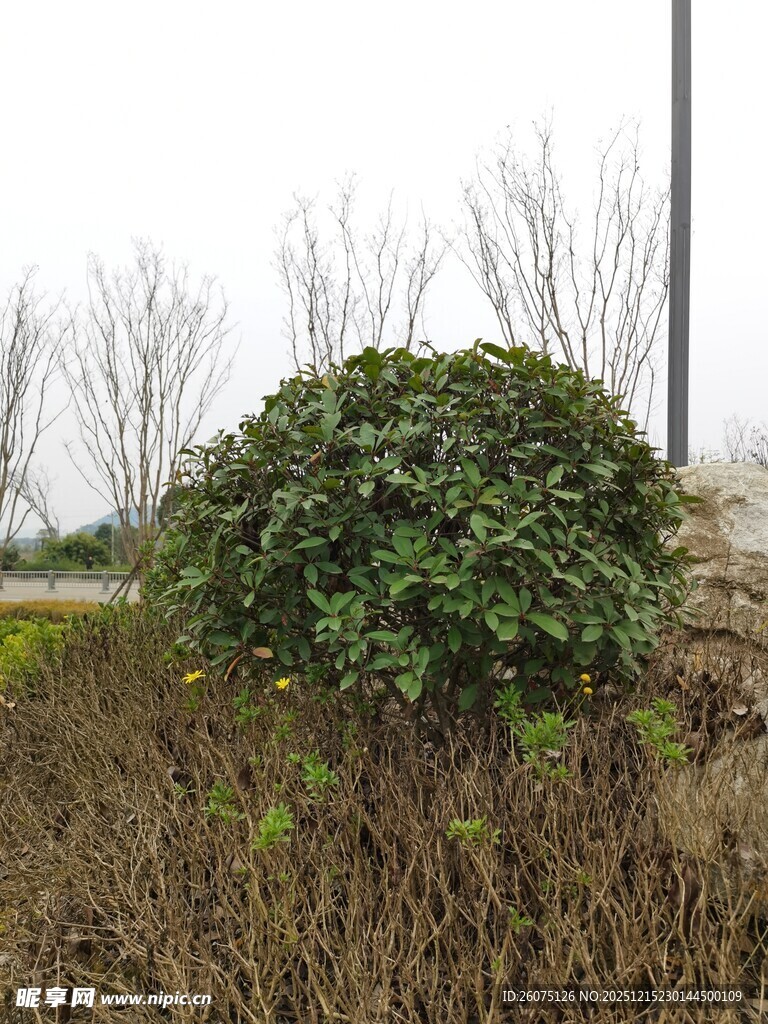 户外绿植灌木景观