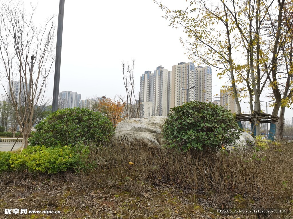 城市中的绿植与高楼景观