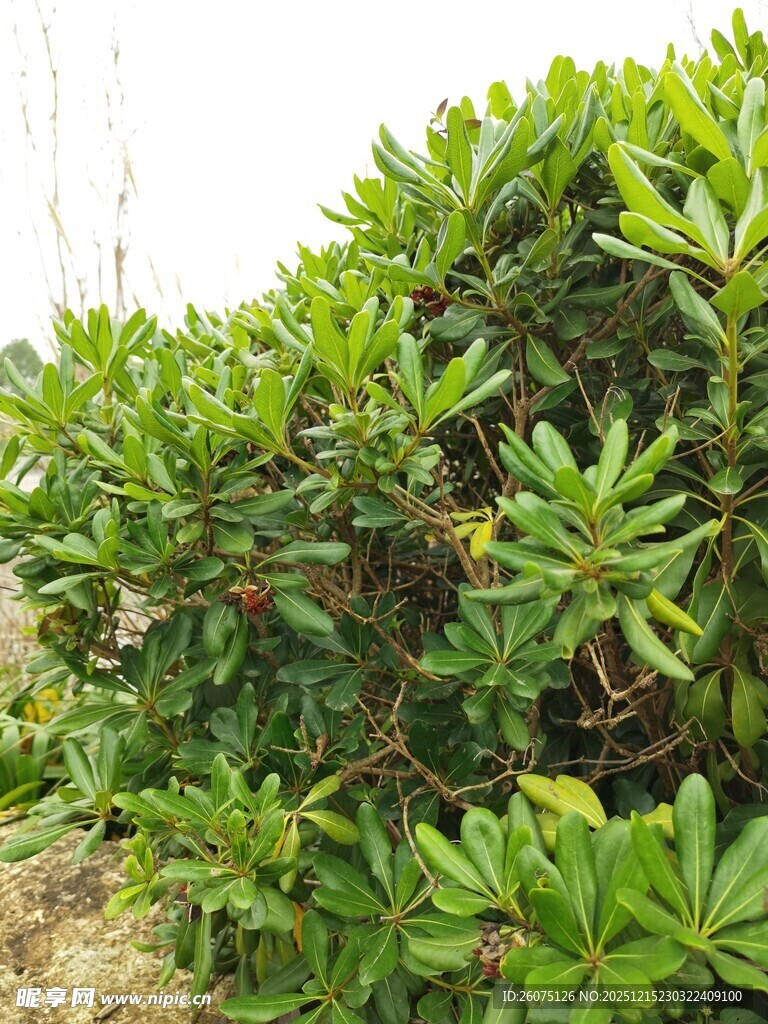 绿叶繁茂的灌木丛