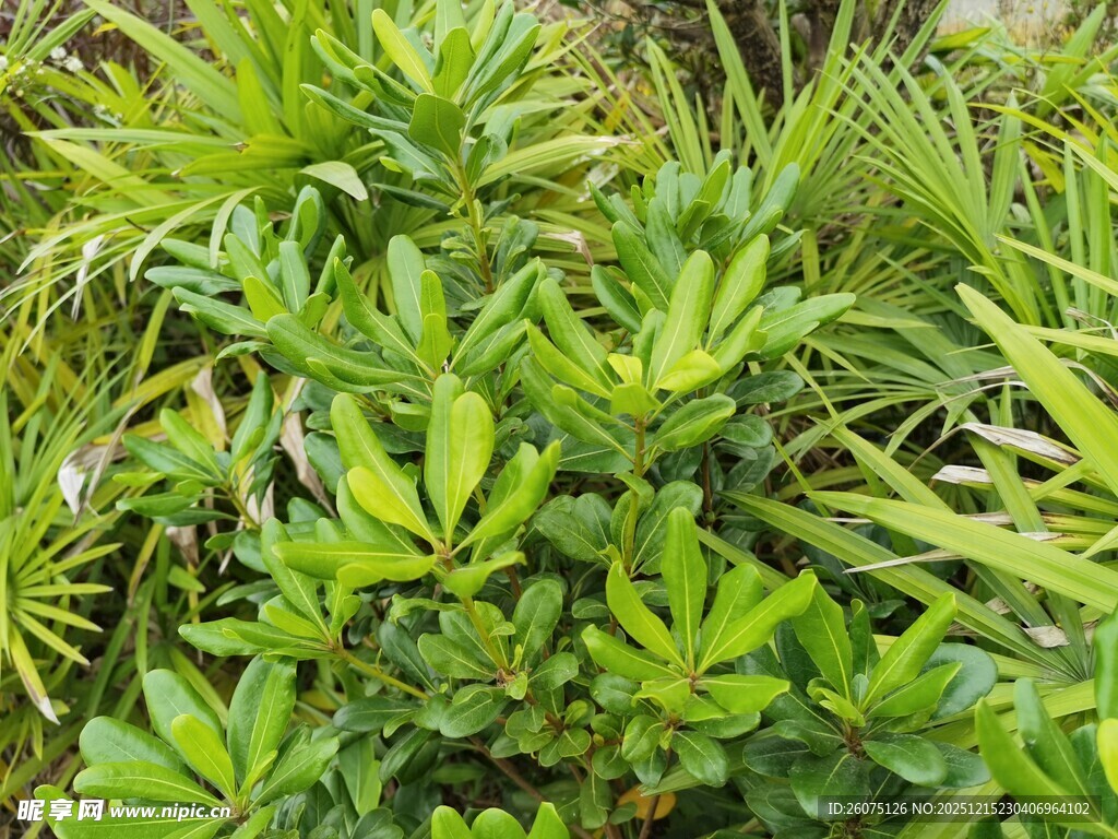 翠绿繁茂的热带植物景观