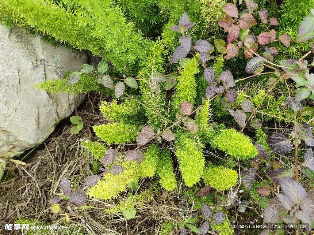 翠绿植物与石块的自然景致