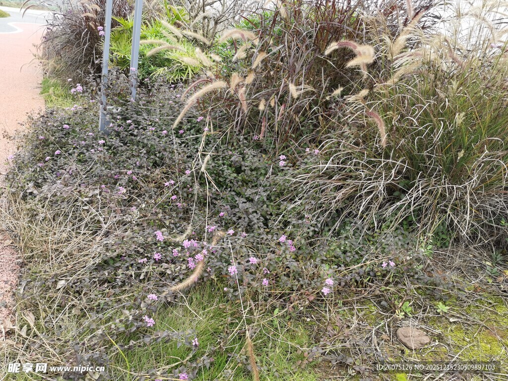 枯萎植物堆在户外角落