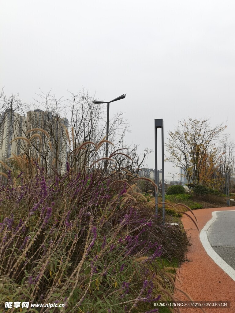 城市路边的绿植与路灯