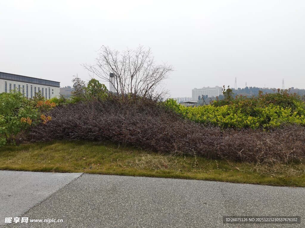 户外道路旁的绿植景观