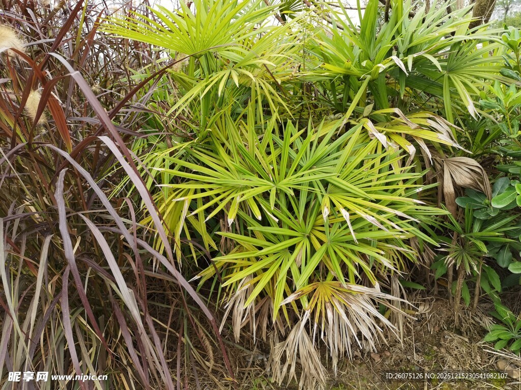 翠绿丛生的多样植物景观