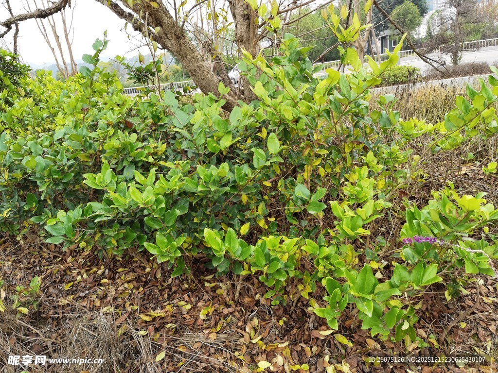 绿叶繁茂的户外灌木丛