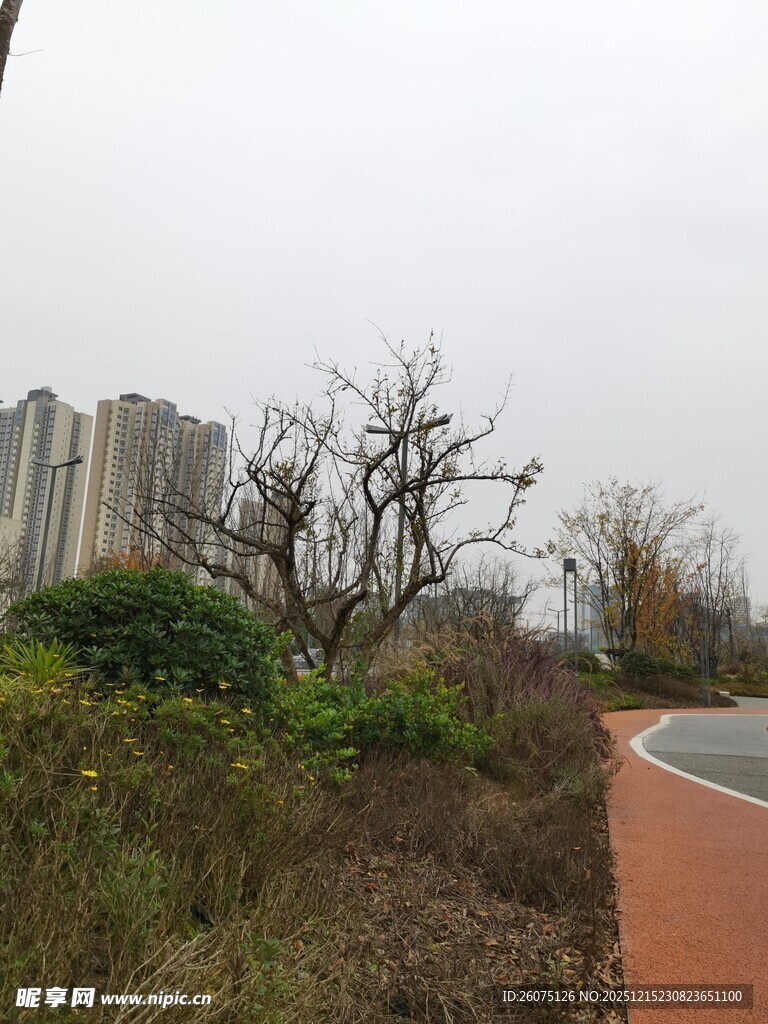 城郊小路旁的自然景致