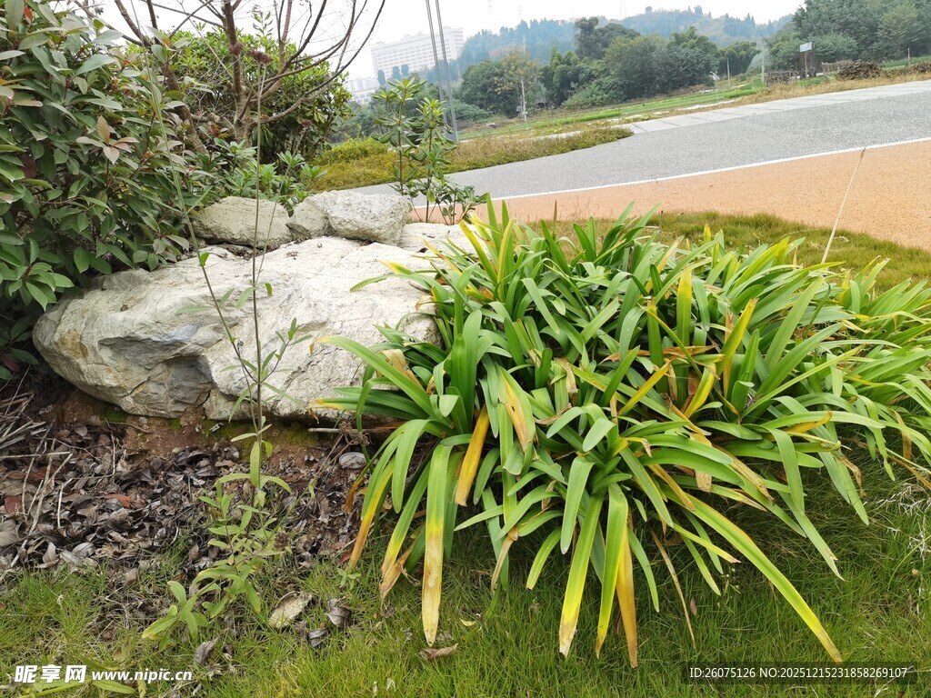 路边绿植与巨石景观