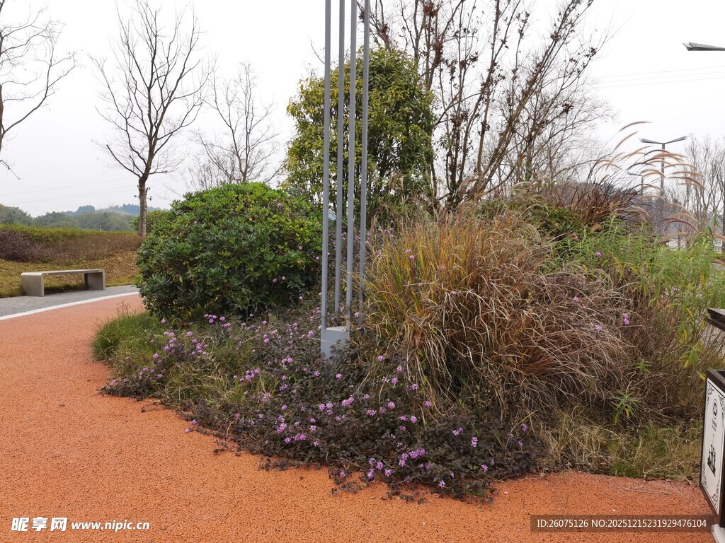 户外小径旁的绿植景观