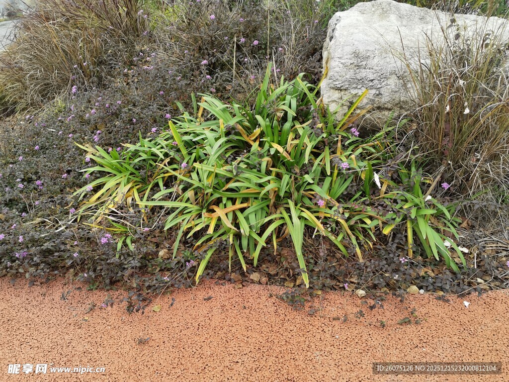 沙地上的绿色植物