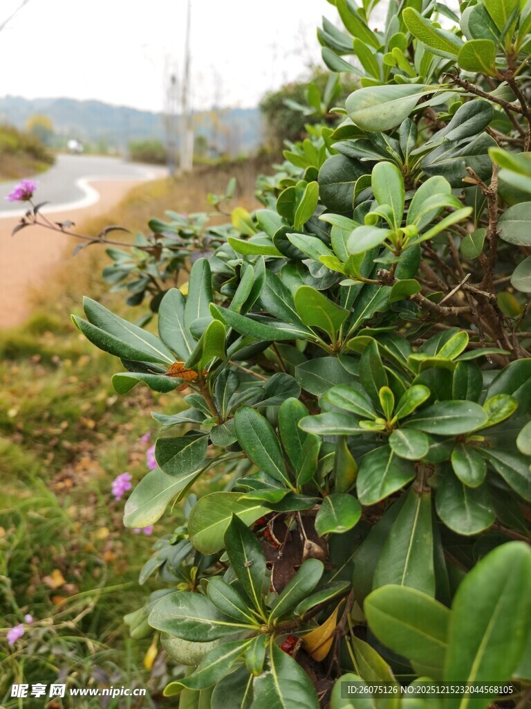 路边翠绿繁茂的植物景观