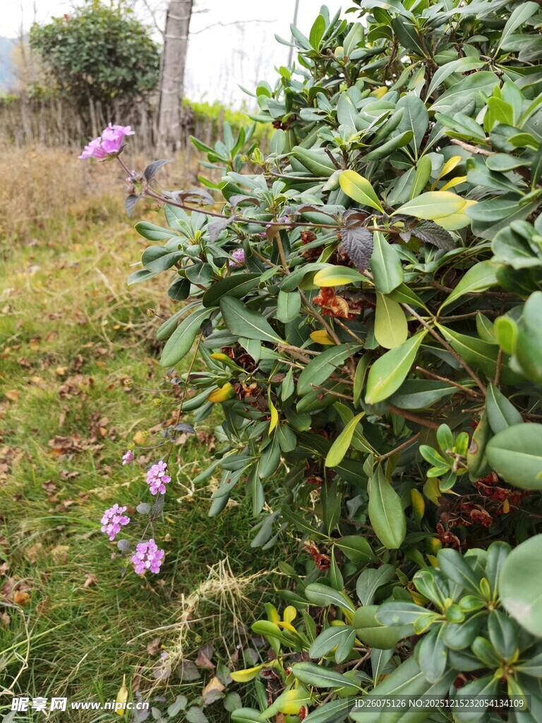 绿叶间的多彩植物景观