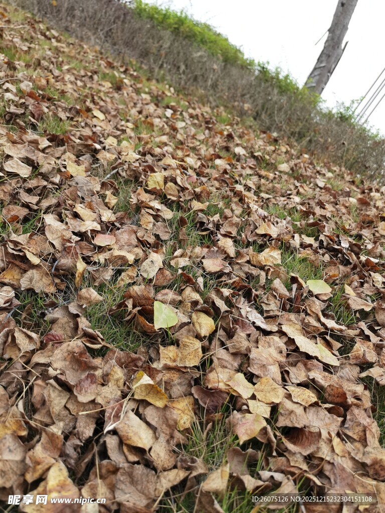 地面铺满枯黄落叶景象