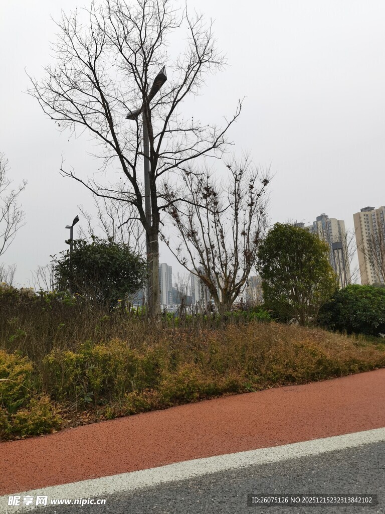 路边光秃树木与绿植景观