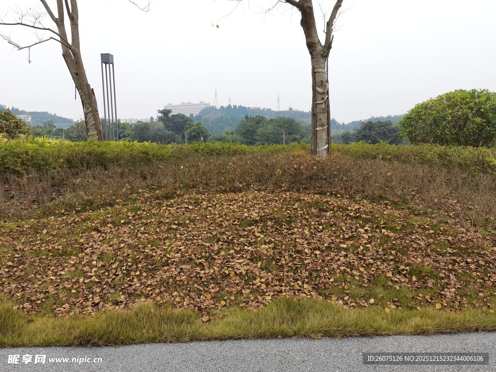 秋日落叶覆盖的开阔草地