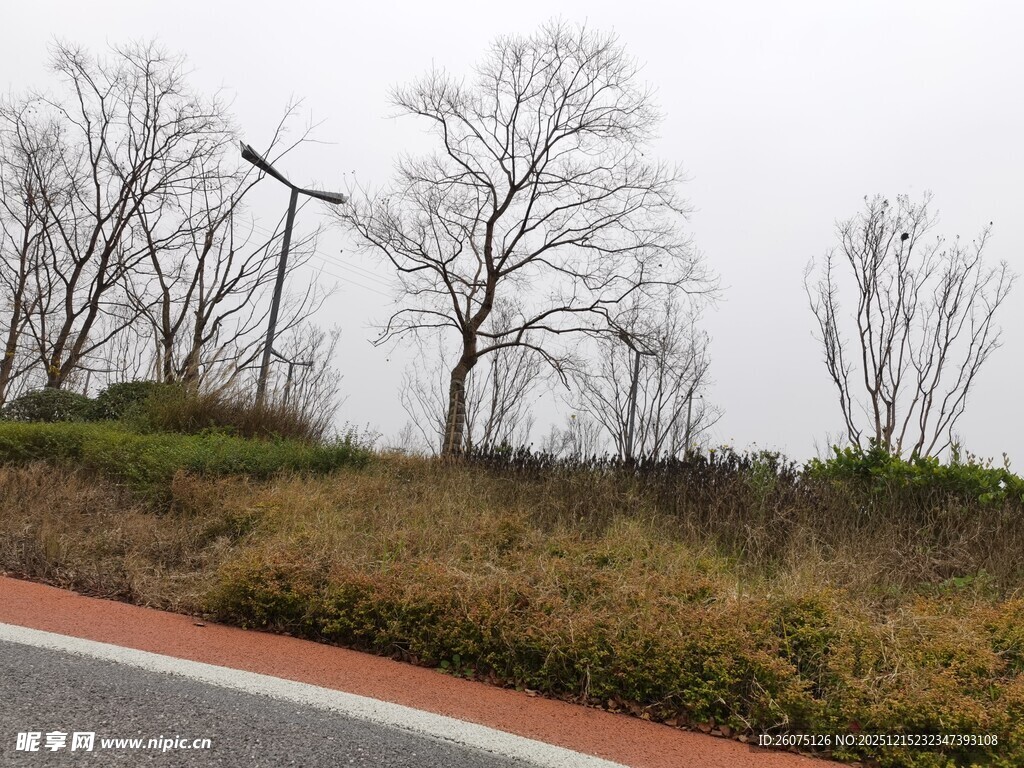 路边枯树旁的工程机械